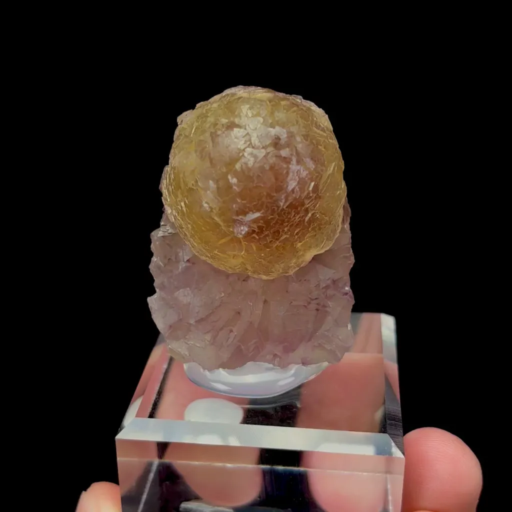 specimen video