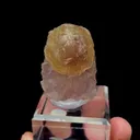specimen video