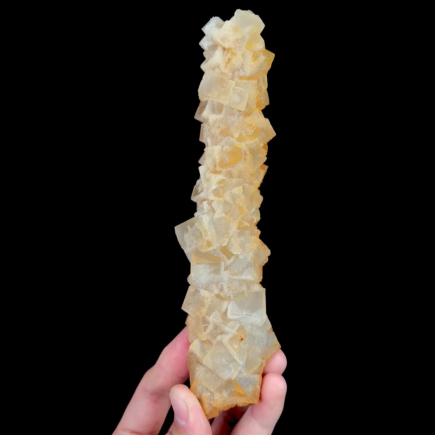 specimen video