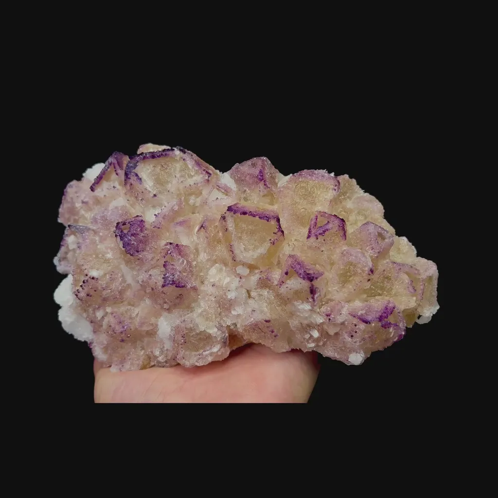 specimen video