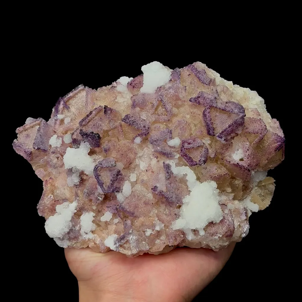 specimen video