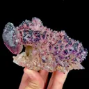 specimen video