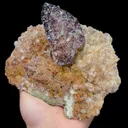 specimen video