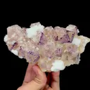 specimen video