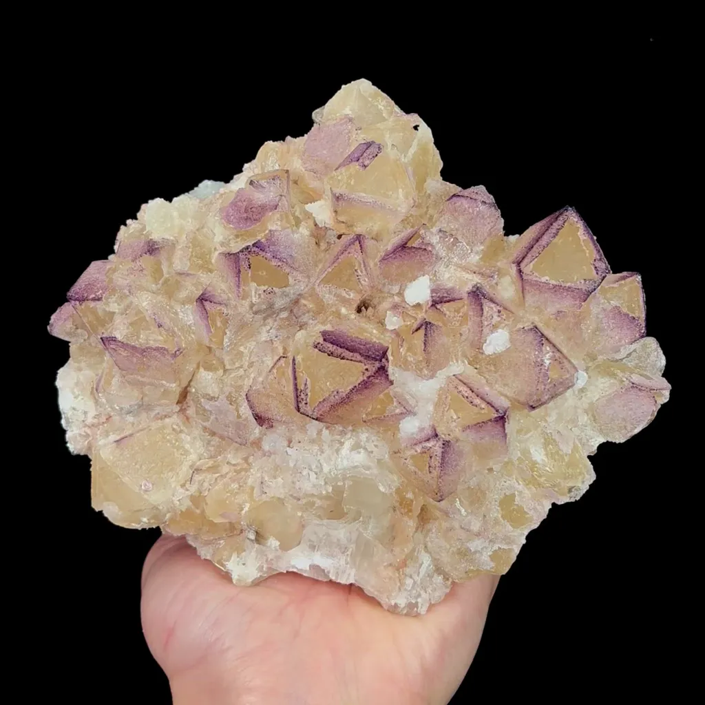 specimen video
