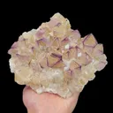 specimen video