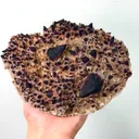 specimen video