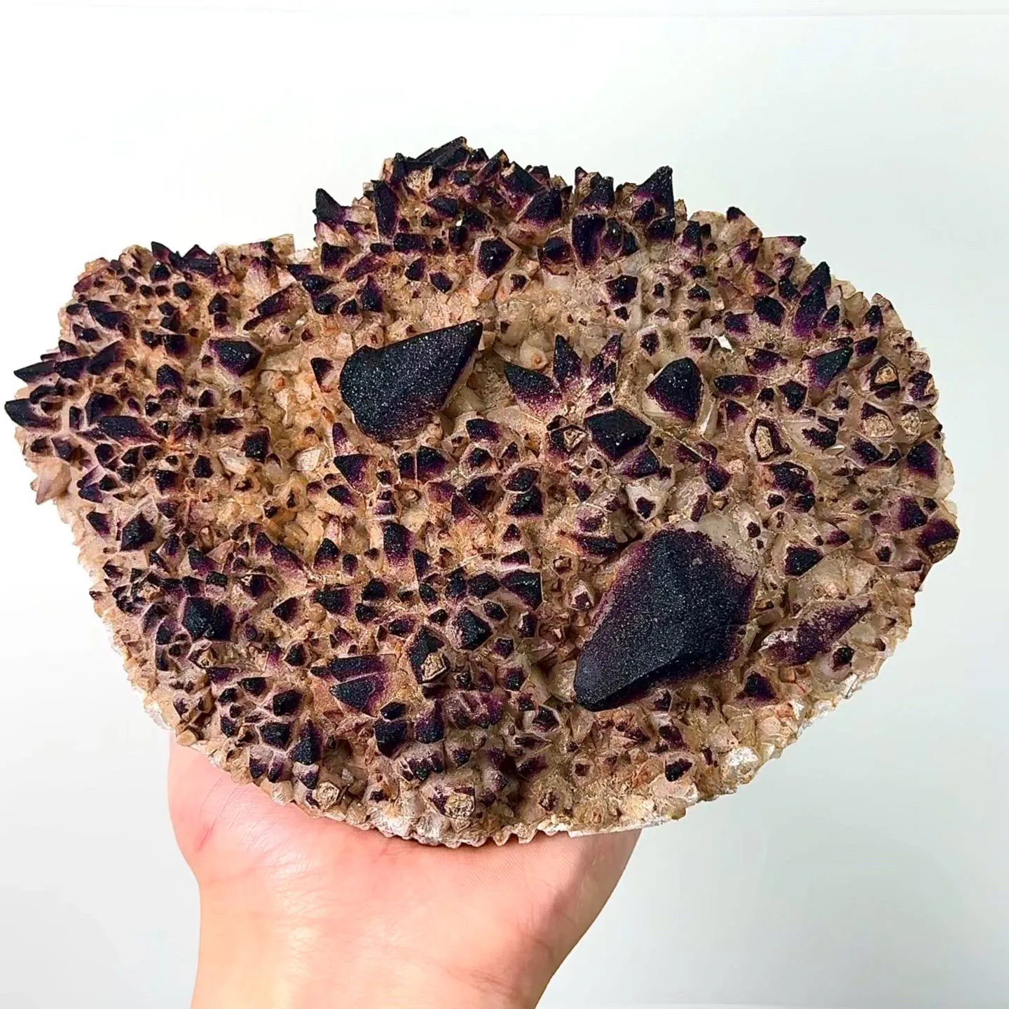 specimen video