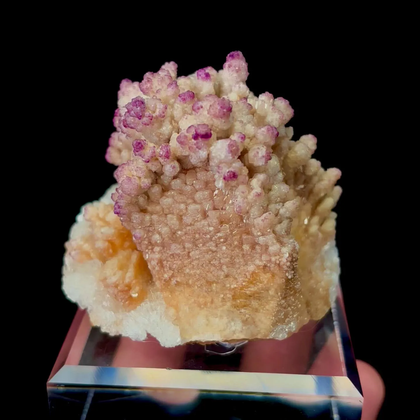 specimen video