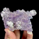 specimen video