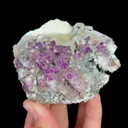 specimen video