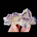specimen video