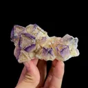specimen video