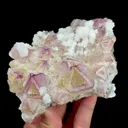 specimen video