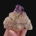 specimen video