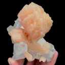 specimen video