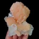 specimen video