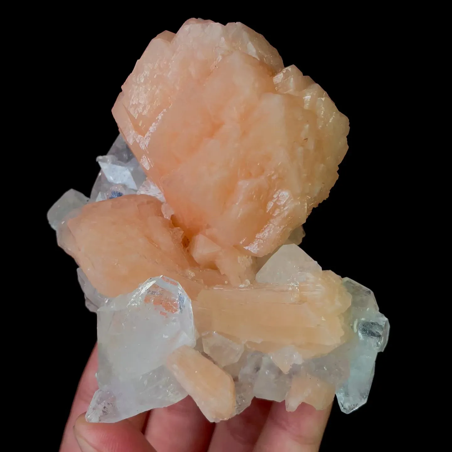specimen video