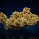 Needle-like pyromorphite from Madzharovo, Bulgaria - image 3