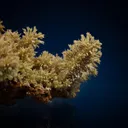 Needle-like pyromorphite from Madzharovo, Bulgaria - image 2