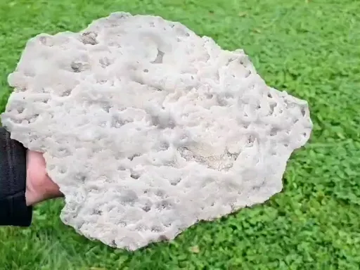 specimen video