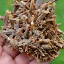 Neoformation gypsum 191 grams - Nancy, Meurthe-et-Moselle, Grand Est, France - image 3