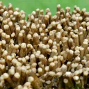 Neoformation gypsum 420 grams - Nancy, Meurthe-et-Moselle, Grand Est, France - image 7
