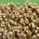 Neoformation gypsum 420 grams - Nancy, Meurthe-et-Moselle, Grand Est, France - image 3