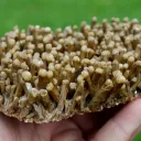 Neoformation gypsum 420 grams - Nancy, Meurthe-et-Moselle, Grand Est, France - image 6
