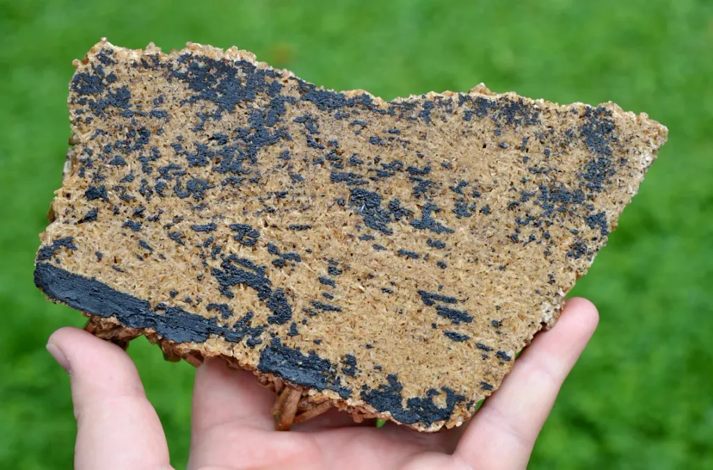 Neoformation gypsum 420 grams - Nancy, Meurthe-et-Moselle, Grand Est, France - image 8
