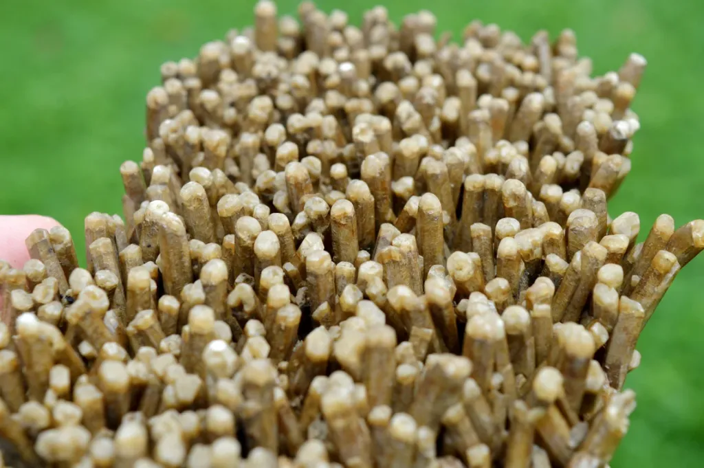 Neoformation gypsum 420 grams - Nancy, Meurthe-et-Moselle, Grand Est, France - image 5
