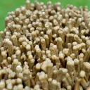 Neoformation gypsum 420 grams - Nancy, Meurthe-et-Moselle, Grand Est, France - image 5