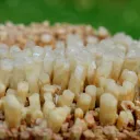 Neoformation gypsum 906 grams - Nancy, Meurthe-et-Moselle, Grand Est, France - image 2