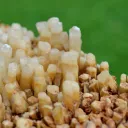 Neoformation gypsum 906 grams - Nancy, Meurthe-et-Moselle, Grand Est, France - image 3