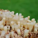 Neoformation gypsum 906 grams - Nancy, Meurthe-et-Moselle, Grand Est, France - image 4