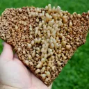 Neoformation gypsum 906 grams - Nancy, Meurthe-et-Moselle, Grand Est, France - image 1