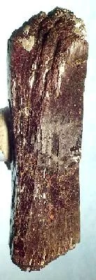 Neptunite image