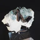 specimen video