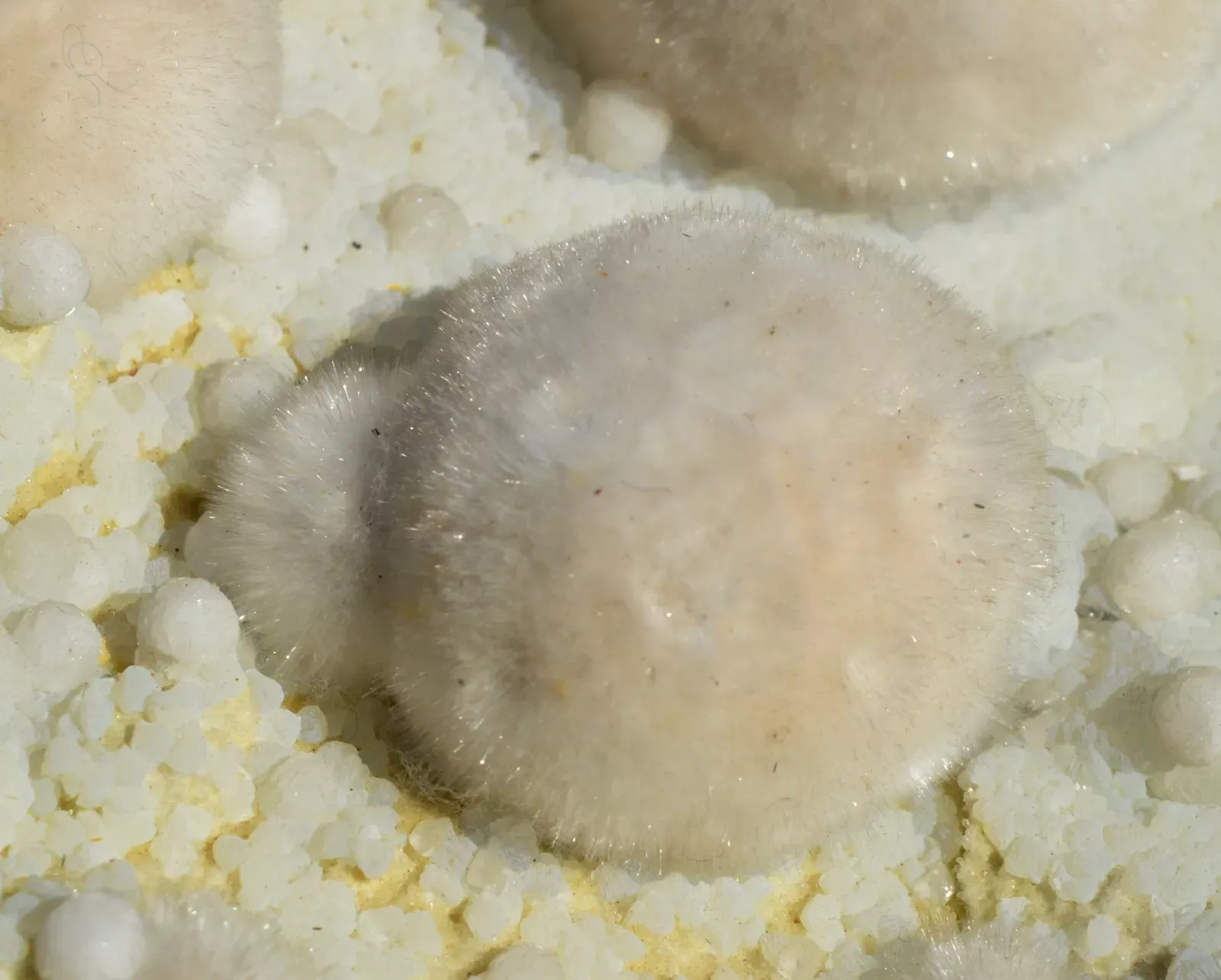 Okenite Prehnite Gyrolite 9340 grams - Malad Quarry Mumbai Maharashtra, India - image 8