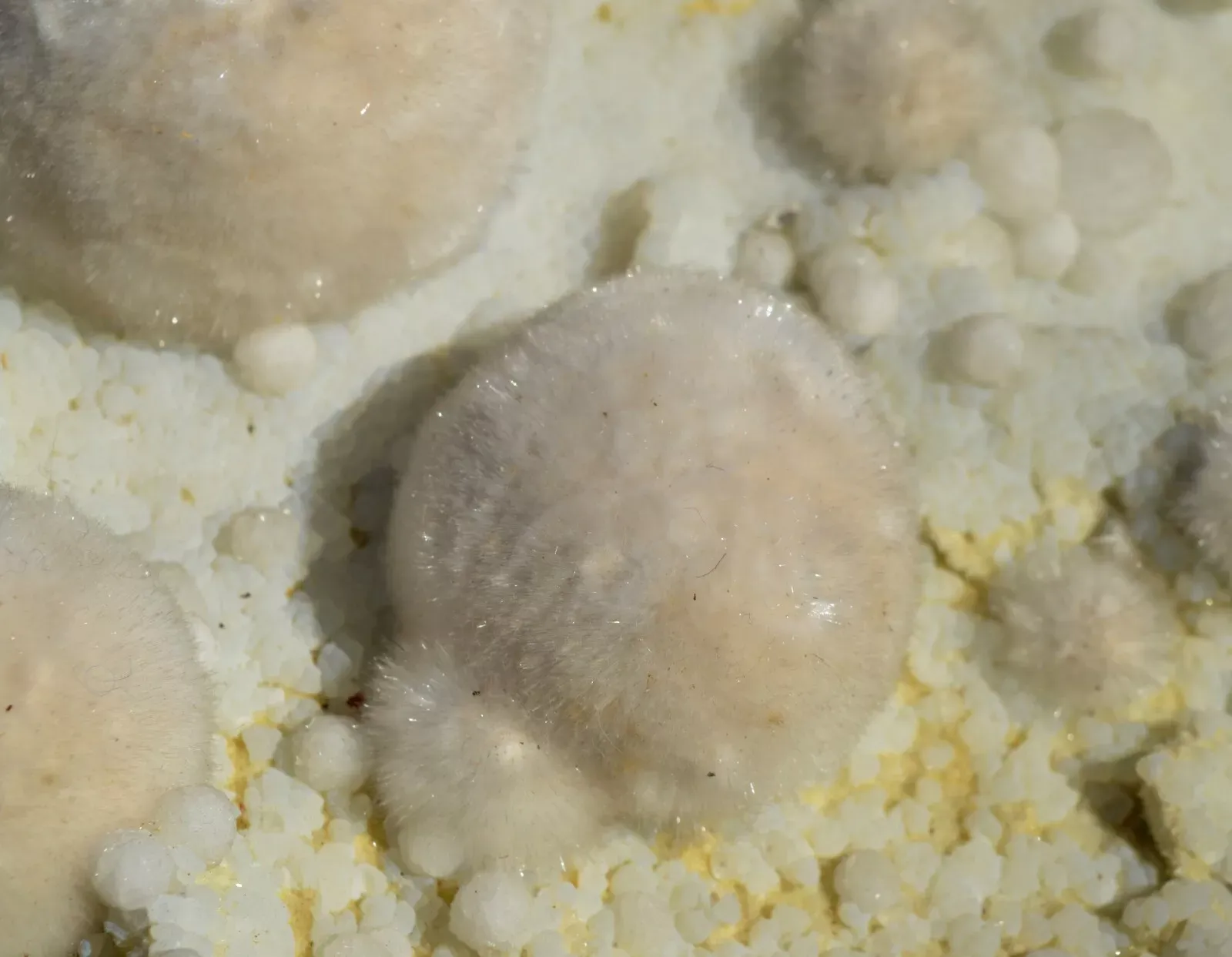 Okenite Prehnite Gyrolite 9340 grams - Malad Quarry Mumbai Maharashtra, India - image 5