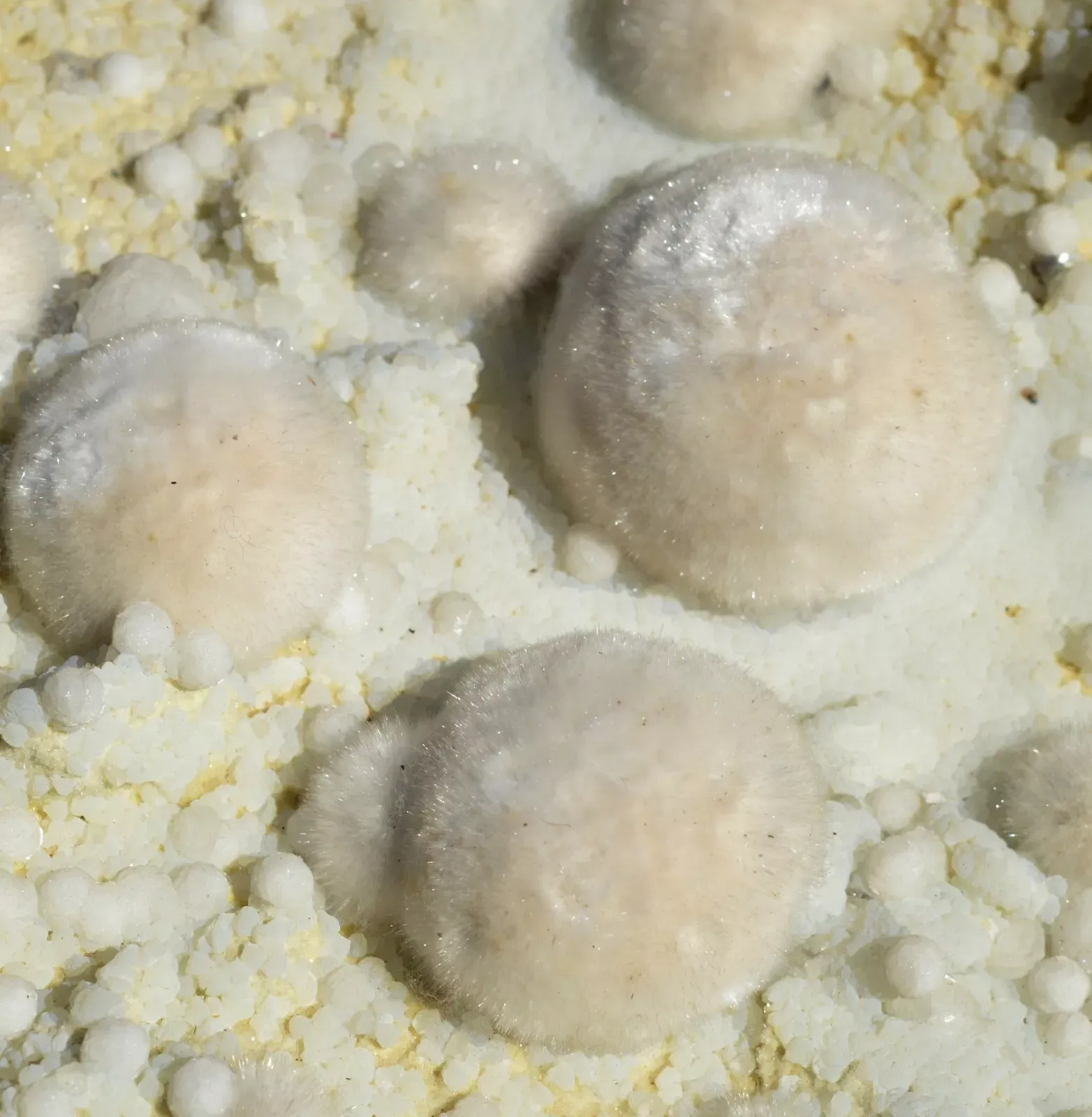 Okenite Prehnite Gyrolite 9340 grams - Malad Quarry Mumbai Maharashtra, India - image 9