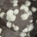 Okenite, Quartz (Var: Amethyst) - image 2