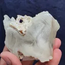 specimen video