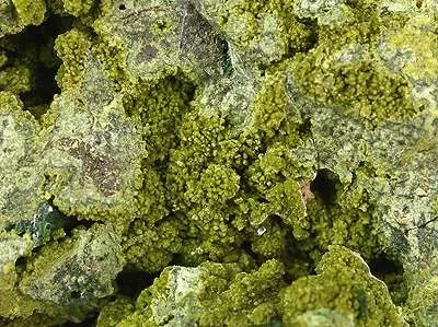 Olivenite, Gartrellite - image 3