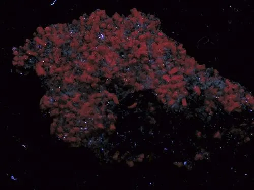 Olmiite, Bultfonteinite - image 3