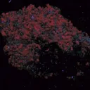 Olmiite, Bultfonteinite - image 3