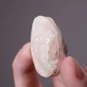 Opal (Fossilised Bivalve) (Cretaceous) - image 2