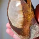 specimen video