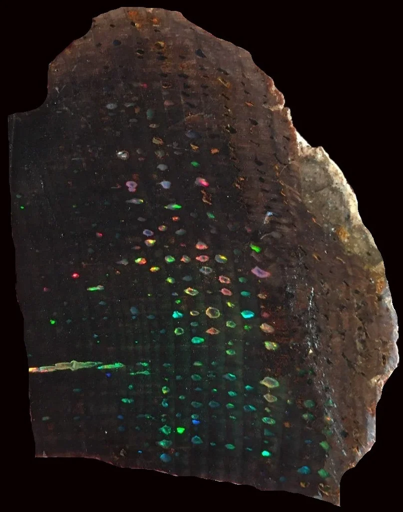 Opal from Virgin Valley District image