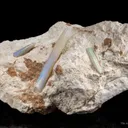 Opal Replacement Of Belemnite Fossil - image 3
